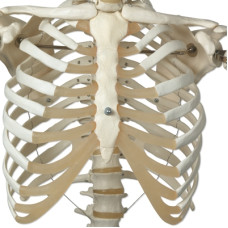 Model anatomic Schelet în mărime naturală