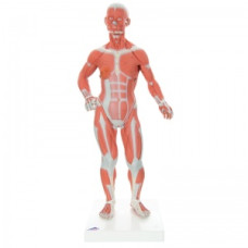 Modele anatomice în miniatură