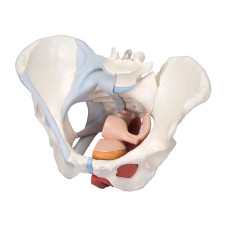 Model de pelvis feminin din 4 părți