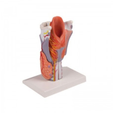Model anatomic de laringe Erler-Zimmer (5 părți)