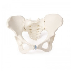 Model de coloană vertebrală anatomică în mărime naturală flexibil Rudiger cu pelvis feminin