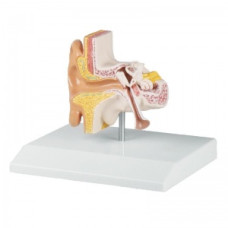 Erler-Zimmer 1.5 Model de ureche în mărime naturală