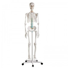 Model de schelet anatomic de dimensiune completă Erler-Zimmer Oscar