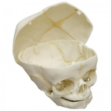 Model de craniu fetal Erler-Zimmer cu tăietură de calvariu (40 de săptămâni)