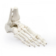 Model de schelet pelvin cu capete de femur