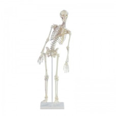 Model de schelet în miniatură Erler-Zimmer Fred cu coloană vertebrală mobilă
