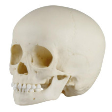 Model de craniu pentru sugari pediatric Erler-Zimmer