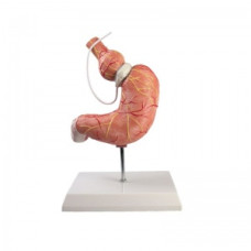 Model anatomic de stomac Erler-Zimmer cu bandă gastrică