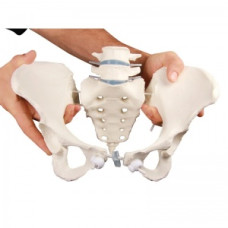 Model flexibil Erler-Zimmer de pelvis feminin cu vertebre sacre și lombare