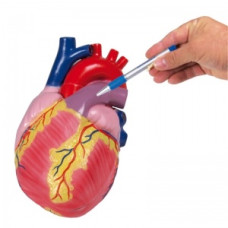Erler-Zimmer Giant Heart Model (2 părți)