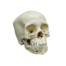 Erler-Zimmer Pediatric Craniu (12 ani, femeie)