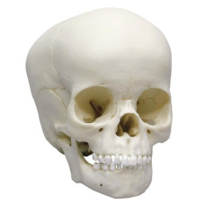 Ghips de craniu pediatric Erler-Zimmer (4 ani)