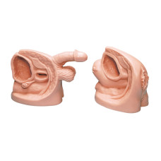 Viață/Formă Set de modele de cateter masculin și feminin
