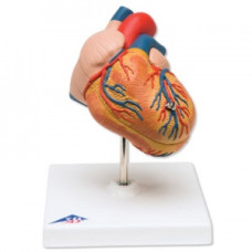 Model de inimă cu bypass, de 2 ori mărimea naturală (4 părți)