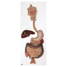 Model cerebral Erler-Zimmer cu artere (9 părți)
