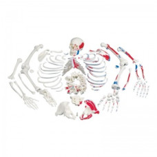 Schelete de dimensiune completă 3B Scientific