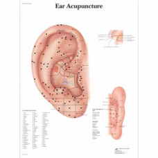 Figura masculină de acupunctură chinezească Erler-Zimmer Figura masculină de acupunctură chinezească Erler-Zimmer