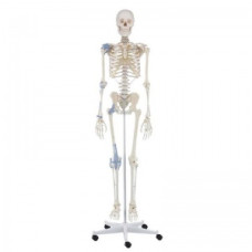 Model de schelet anatomic de dimensiune completă Erler-Zimmer Otto