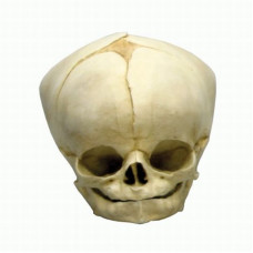 Model educațional de craniu fetal Erler-Zimmer (40 1/2 săptămâni)