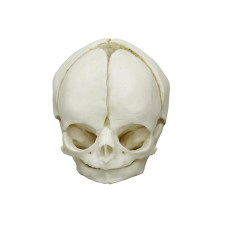 Model de craniu fetal Erler-Zimmer (29 de săptămâni)