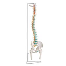 Model de coloană vertebrală flexibilă Erler-Zimmer cu capete de femur