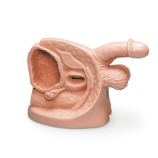 Model de cateter masculin Erler-Zimmer
