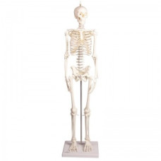 Schelet în miniatură Erler-Zimmer Model Paul cu coloană vertebrală mobilă