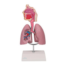 Model de lux cu coloană vertebrală flexibilă cu capete de femur și mușchi pictați A58/7