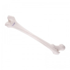 Model de pelvis din 3 părți