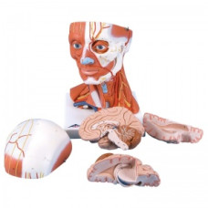 Model de musculatură a capului și gâtului (5 părți)
