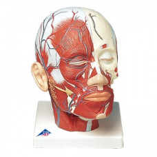 Model de cancer de piele