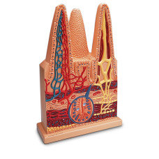 Model de vilozități intestinale (de 100 de ori mărimea naturală)