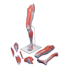 Model de picior muscular de lux în mărime naturală (7 părți)
