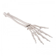 Model de schelet de mână cu ligamente și mușchi