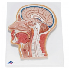 Modelul ventriculului cerebral Erler-Zimmer
