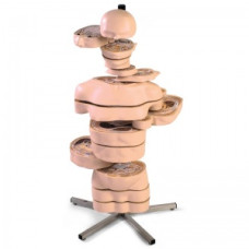 Model de trunchi RMN