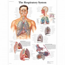 Diagrama sistemului gastrointestinal