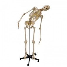 Model de schelet anatomic flexibil Rudiger în mărime naturală