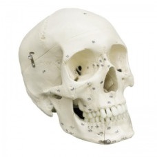 Model special de craniu anatomic Rudiger cu numerotare