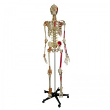 Modelul pulmonar segmentat