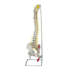 Model anatomic al coloanei vertebrale în mărime naturală Rudiger cu pictură musculară