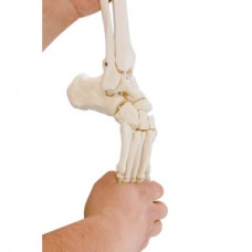 Model flexibil Erler-Zimmer de pelvis feminin cu sacrum