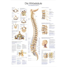 Diagrama de anatomie educațională „Coloana vertebrală” Erler-Zimmer