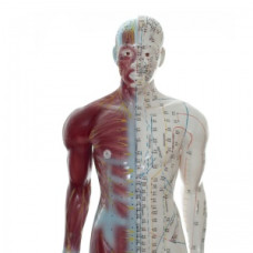 Model de acupunctură pe două fețe cu mușchi Model de acupunctură pe două fețe cu mușchi