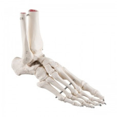 Mini coloană vertebrală flexibilă A18/20